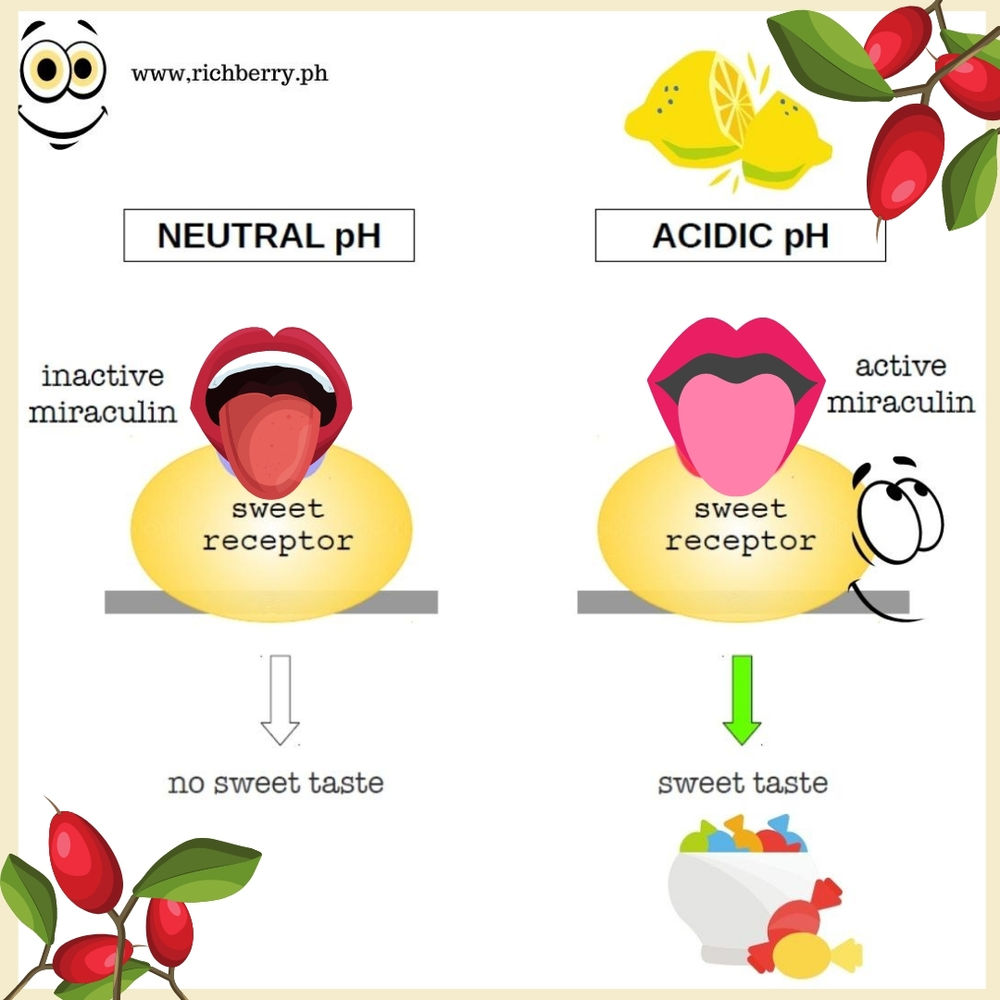 Human Tongue’s Sweet Taste Receptor and Its Mediation of Miraculin