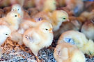 little-chicks-farm.jpg