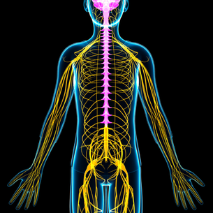 The Role of the Vagus Nerve in the Digestive System