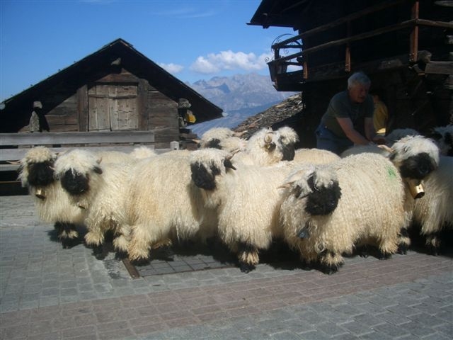 nez noirs du valais