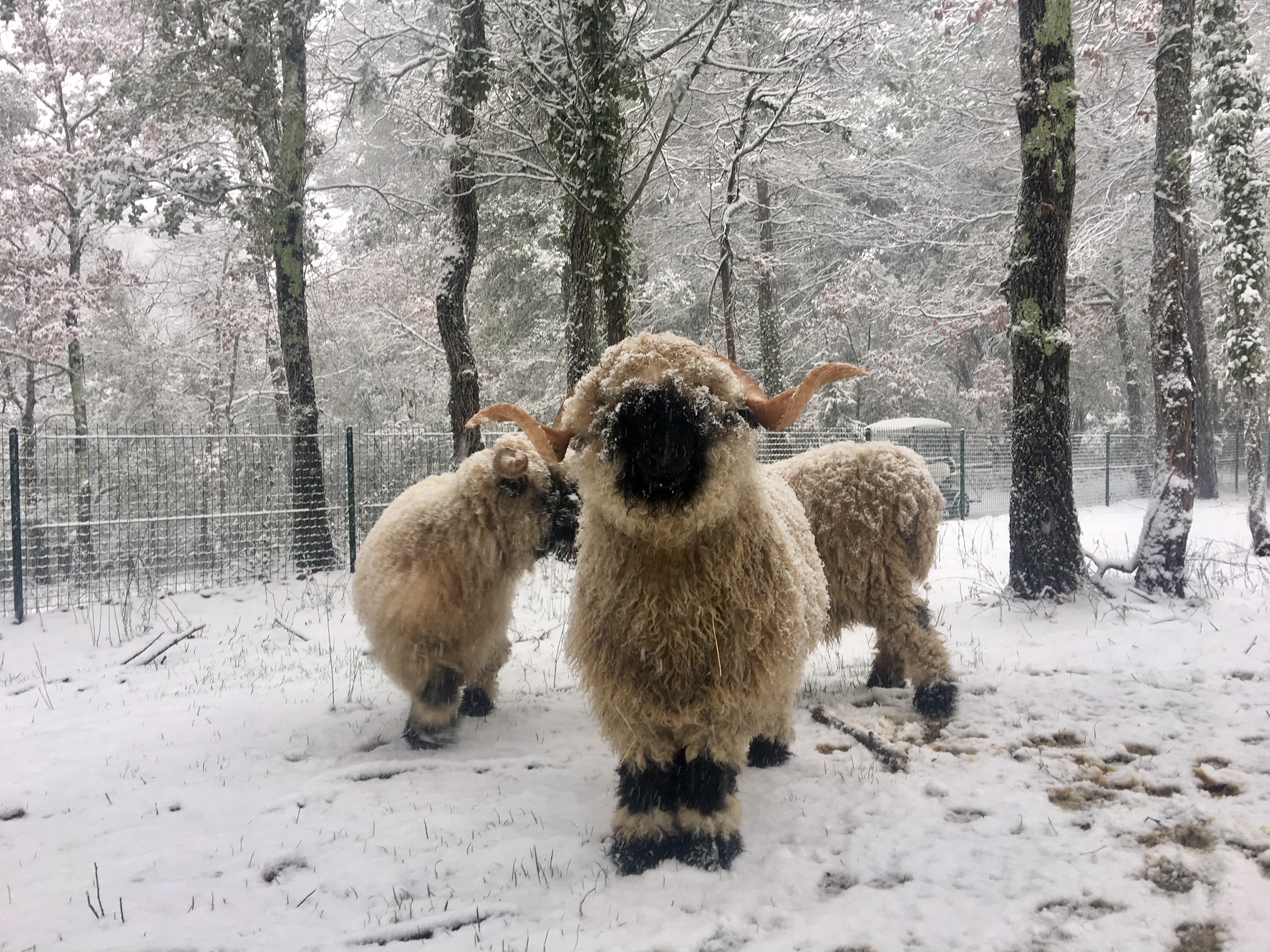 Elevage de moutons Nez Noir du