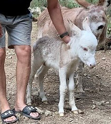 Lutèce du varon ane mini