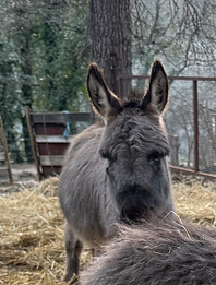 Milton Bouille d'amour