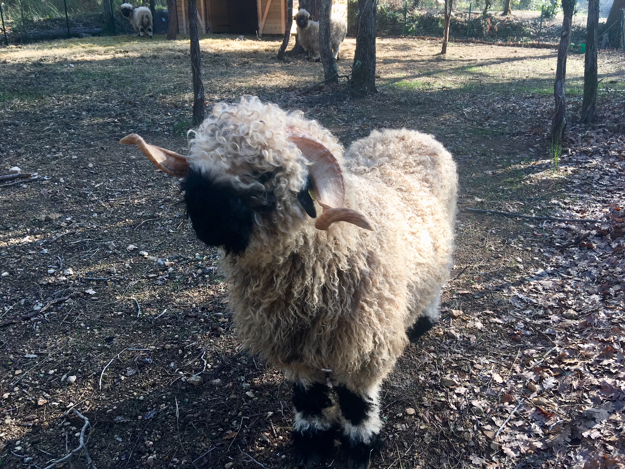 Elevage de moutons Nez Noir du
