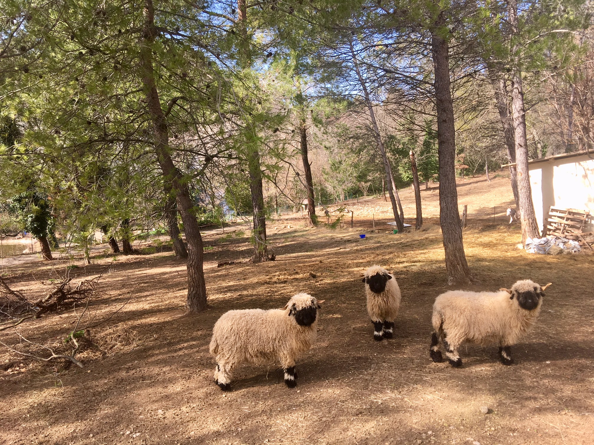 Les Nez Noirs du Valais dans le Monde Elevage du Varon