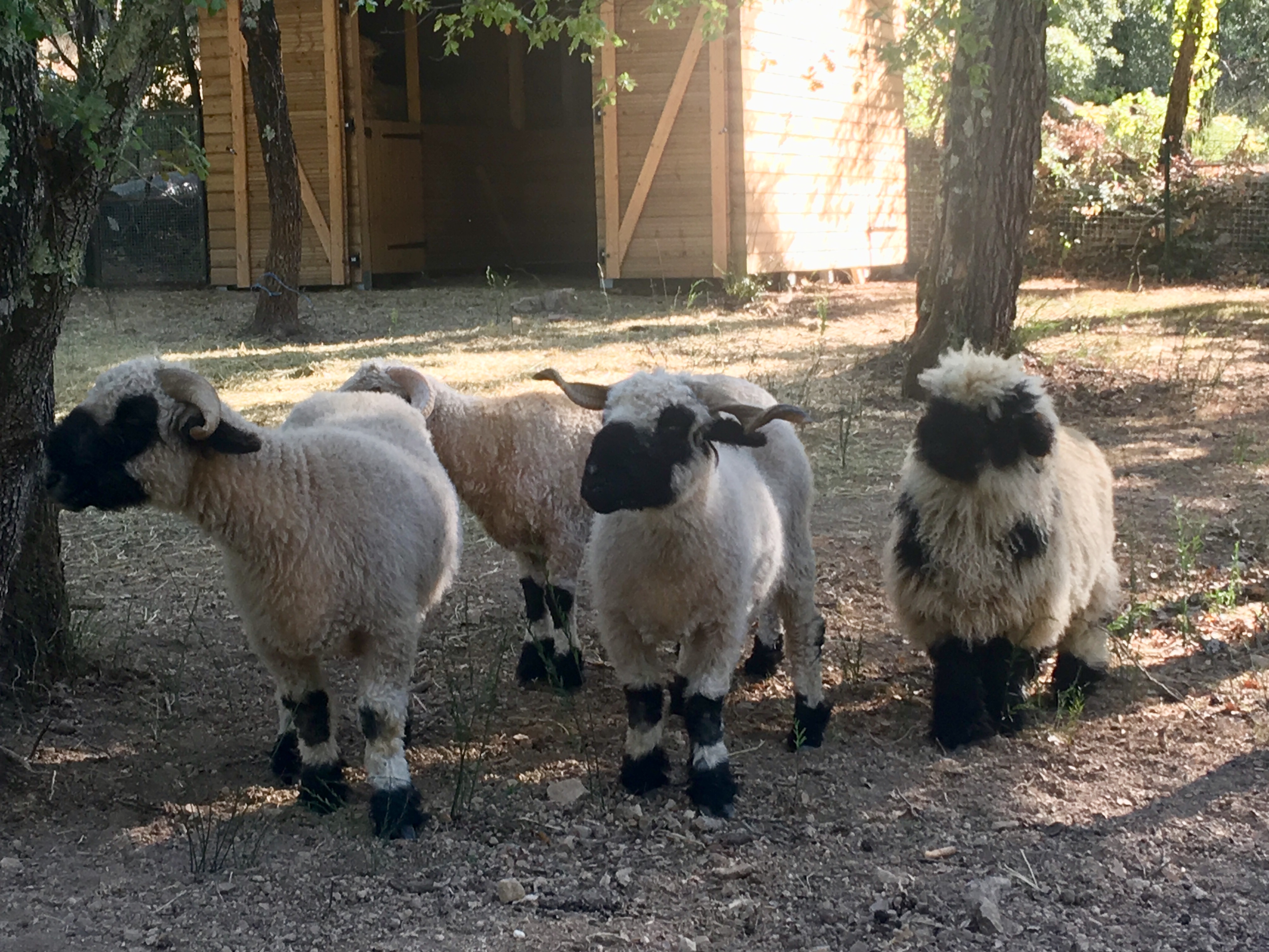 Elevage de moutons Nez Noir du