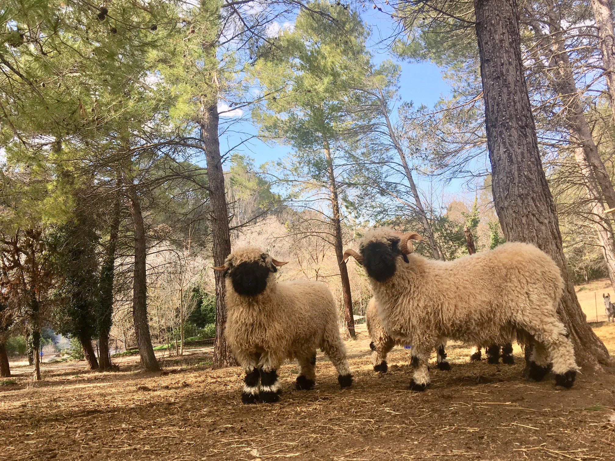 Elevage de moutons Nez Noirs du