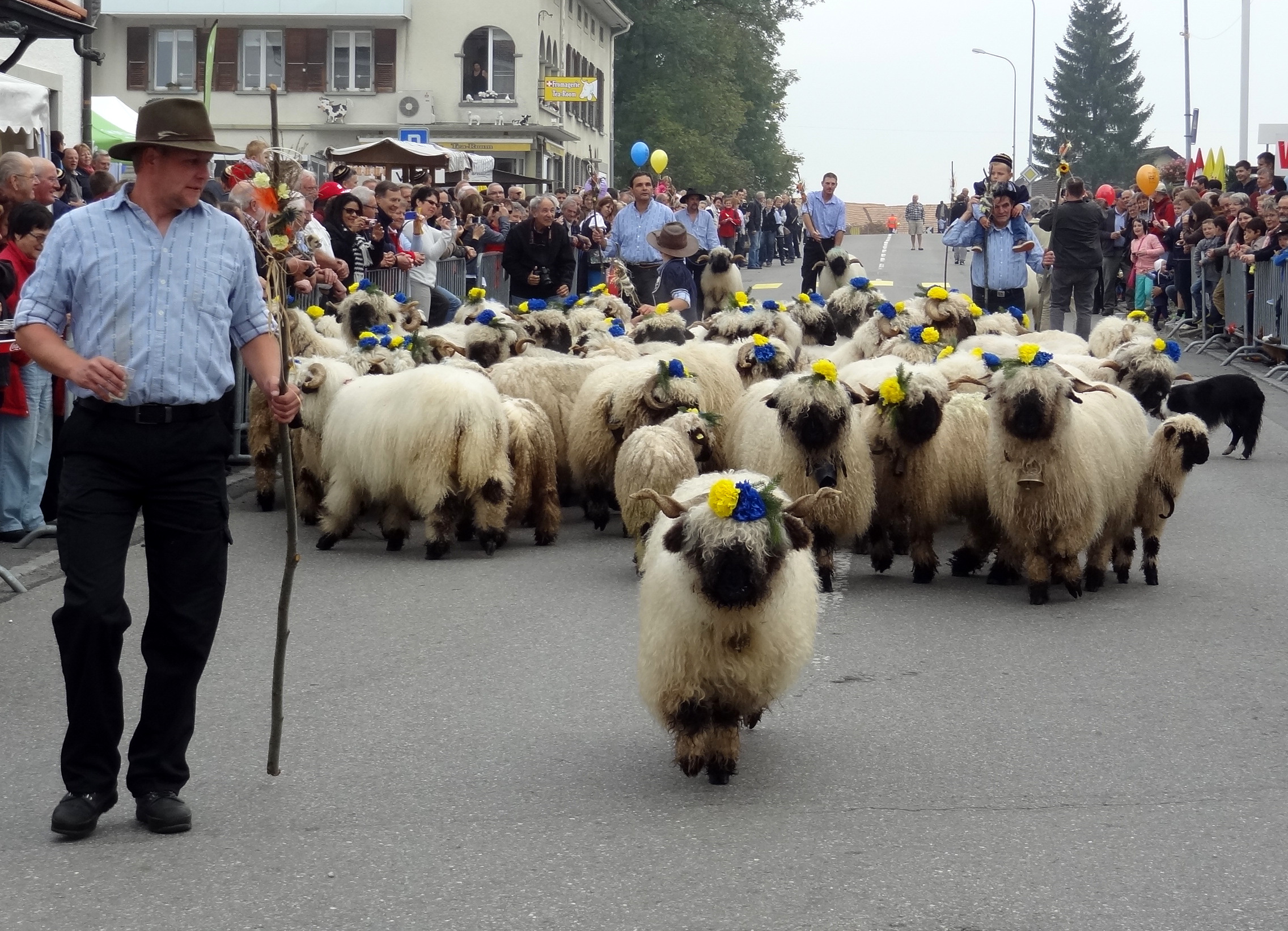 nez noirs du valais