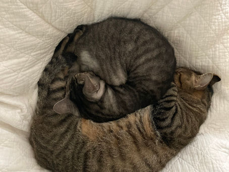 11月24日午後休診のお知らせ