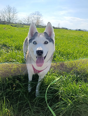 dogsitterlyon