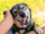 istockphoto-1041987488-612x612.jpg