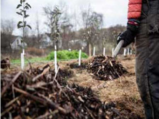 5 Keys to Establishing an Organic Orchard