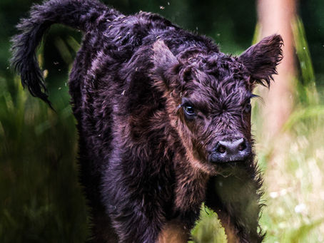 A Real Organic Dairy Farm