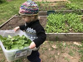 Parenting and Farming: Seeding Gratitude, Cultivating Care