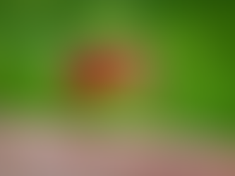 West Nile virus confirmed in Pasadena mosquitoes