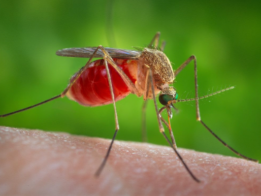 West Nile virus confirmed in Pasadena mosquitoes