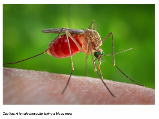 Mosquitoes expected to intercept weekend festivities