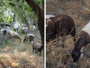 The GOATs of Fire Prevention Reporting for Duty