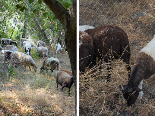 The GOATs of Fire Prevention Reporting for Duty