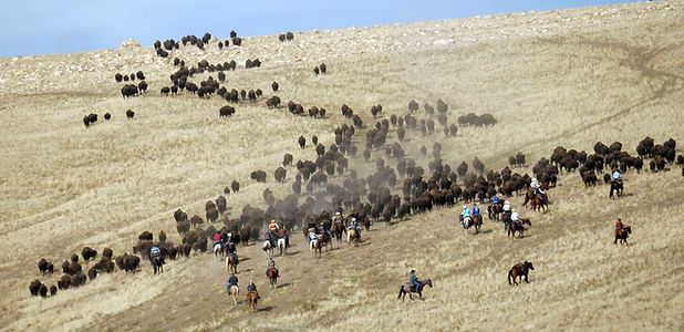 bisonroundup.jpeg