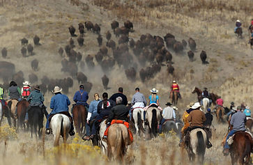 bisonroundup1.jpeg