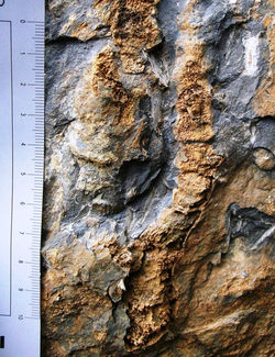 fosil 14. Coral o crinoideo