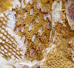 fosil 3. Briozoos detalle