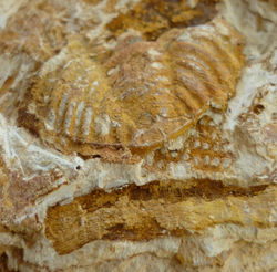 fosil 12. Trilobite...