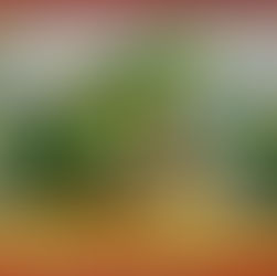 Die lustigen Frösche