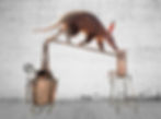 Ardvark running down a still