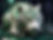 White Tiger Security5.jpg