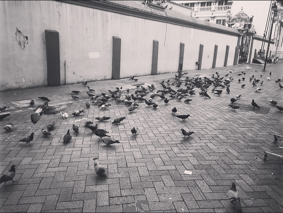 City birds