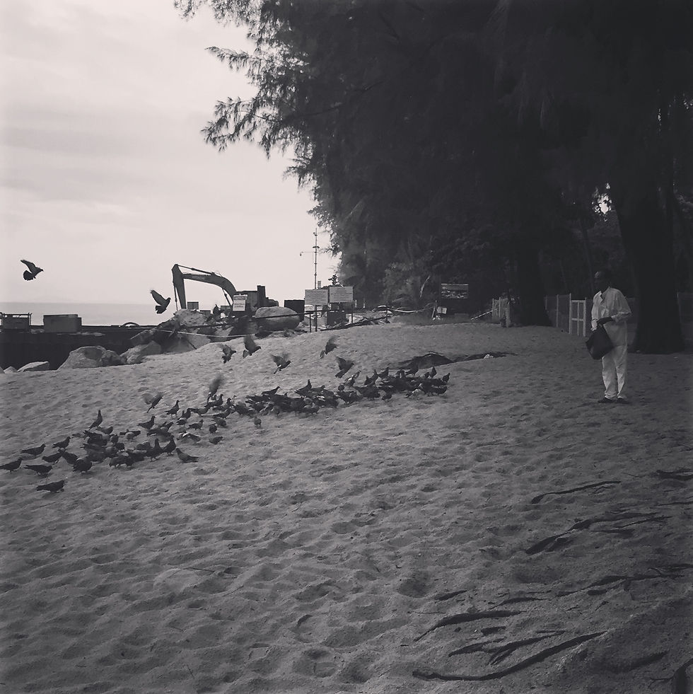 Island birds