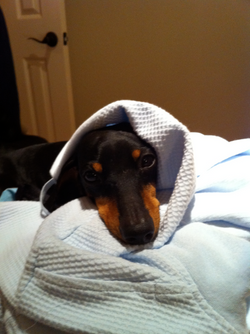 Joey is the Blanket King!
