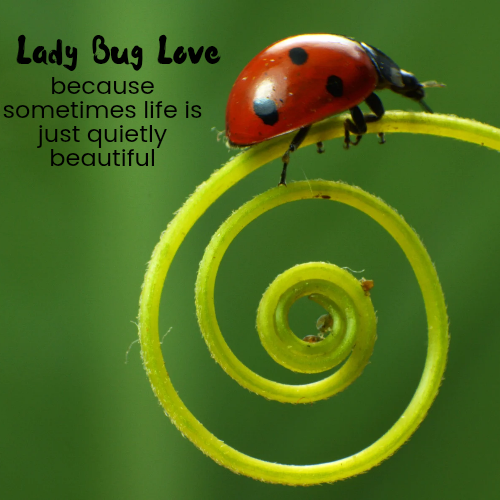 a lady bug on a coiled green vine tip