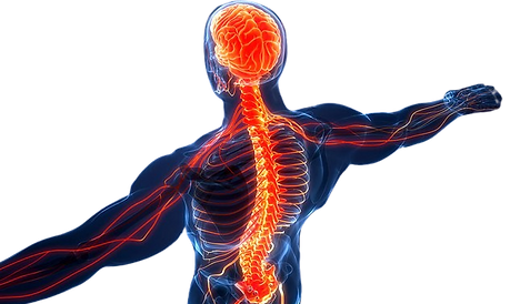 Sistema nervoso ativo e sua influência no corpo