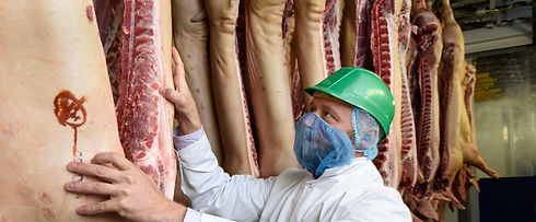 Quality inspection of pork carcasses at an abattoir, ensuring adherence to industry standards for meat processing.
