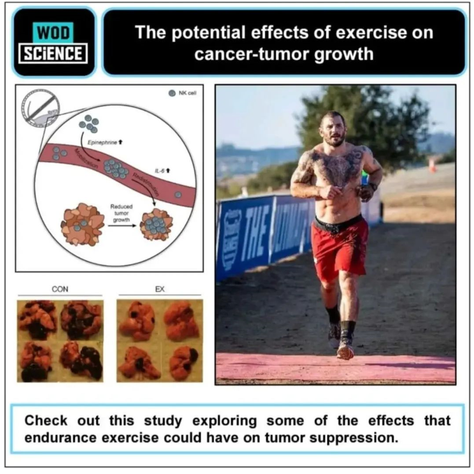 The potential effects of exercise on anti-tumor growth