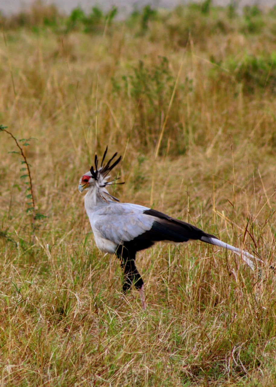 A secretary bird struts through the tall grasses of the savanna like it's on a catwalk.