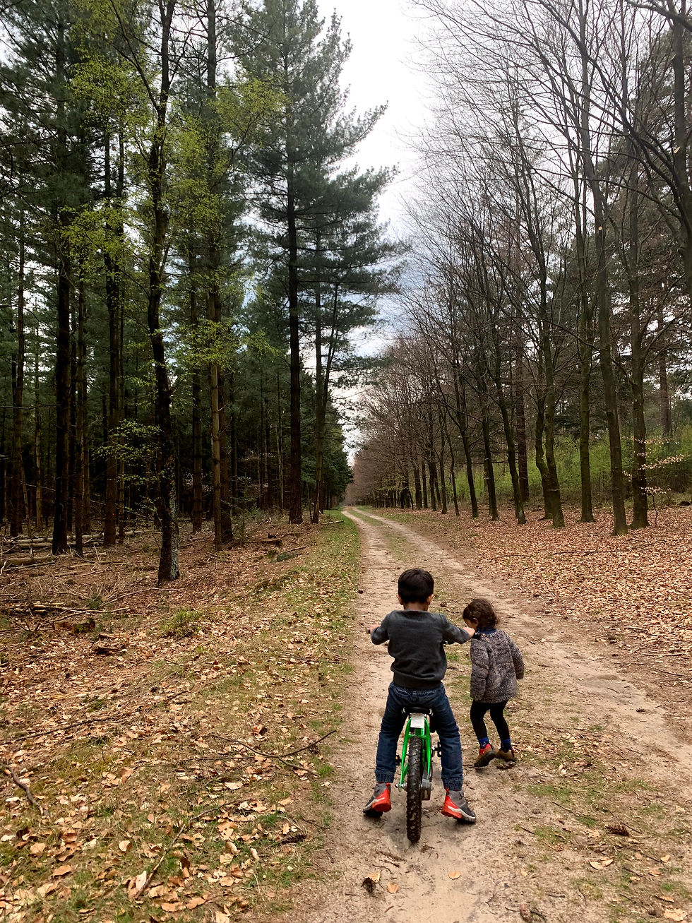 Exploring a tranquil forest path on a bike ride through Nationaal Park De Hoge Veluwe.