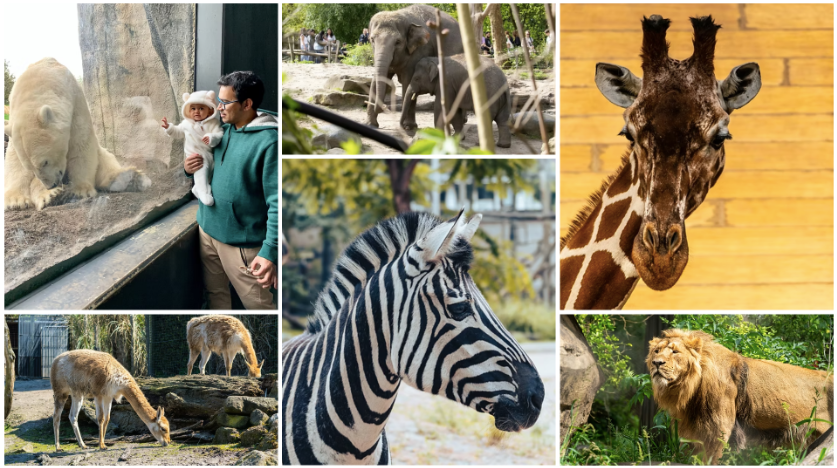 Check out the awesome mix of wildlife at Rotterdam Zoo! You can see a curious polar bear, a playful elephant, a tall giraffe, a cool zebra, a grazing deer, and a majestic lion.