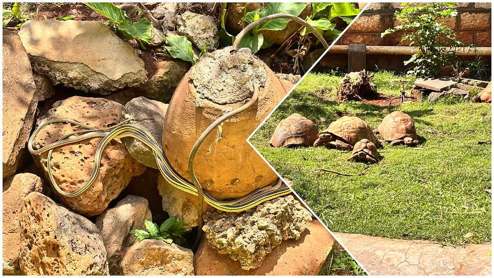 Up close with a Boomslang and Aldabra giant tortoises at Nairobi Snake Park