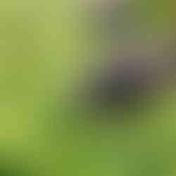 Steady giant of the wild grasslands