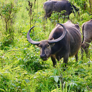 Steady giant of the wild grasslands