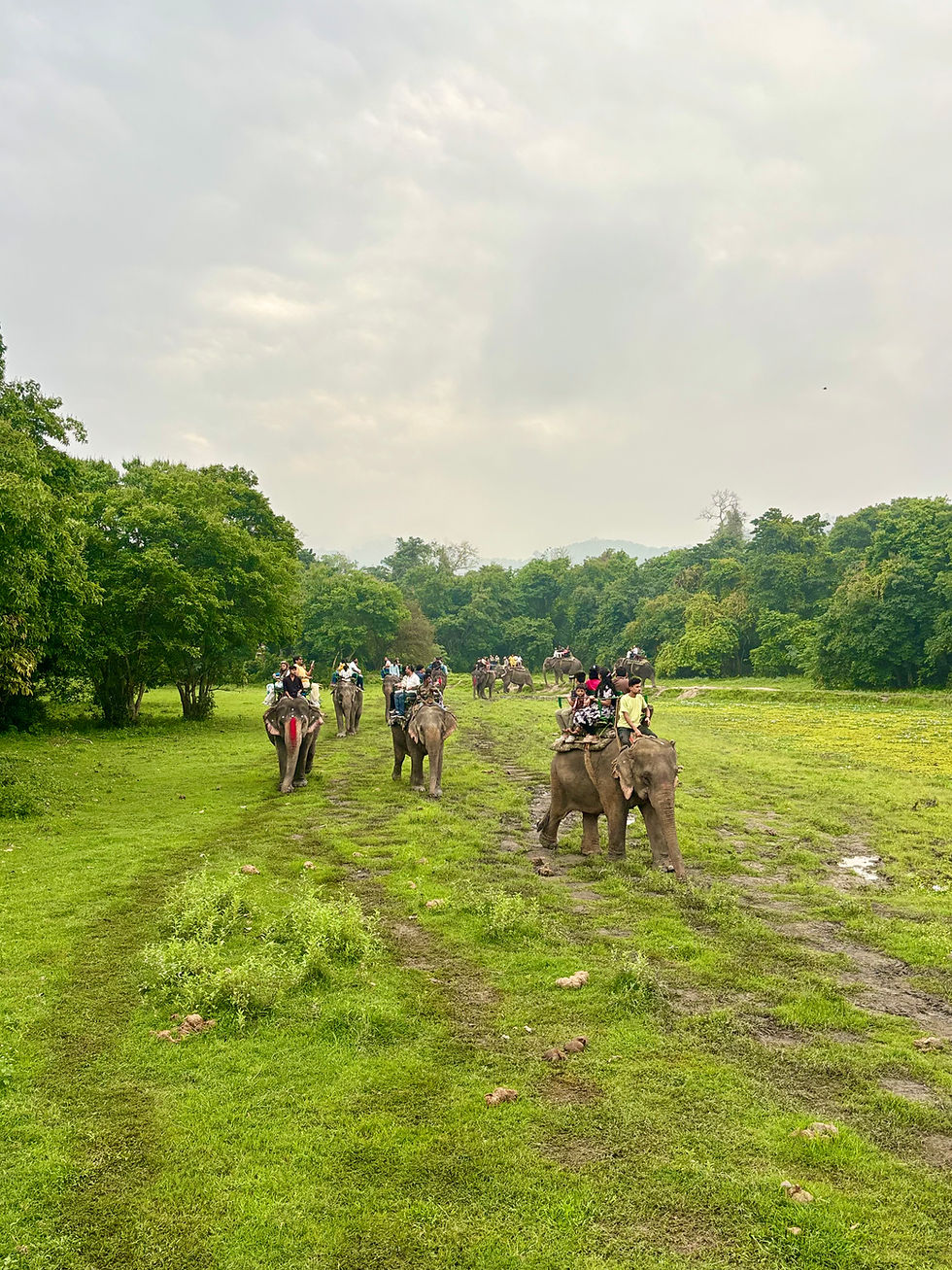 Riding through the grasslands of Kaziranga