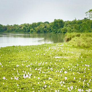 Water hyacinths thriving in the wetlands of Kaziranga