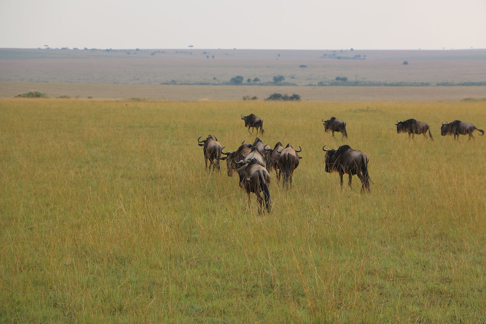 A peaceful moment with wildebeests on the golden grass.