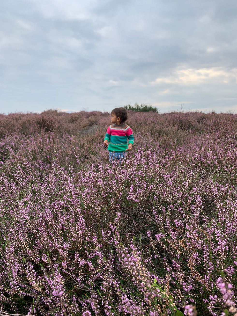 Exploring the majestic purple heather fields at Posbank, Veluwe.