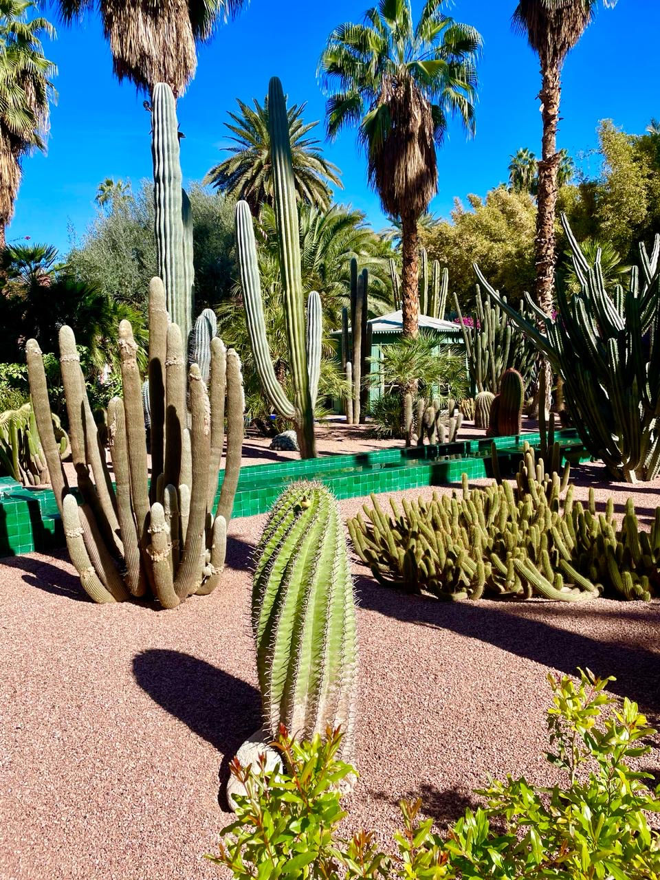 Cacti Wonderland at Jardin Majorelle