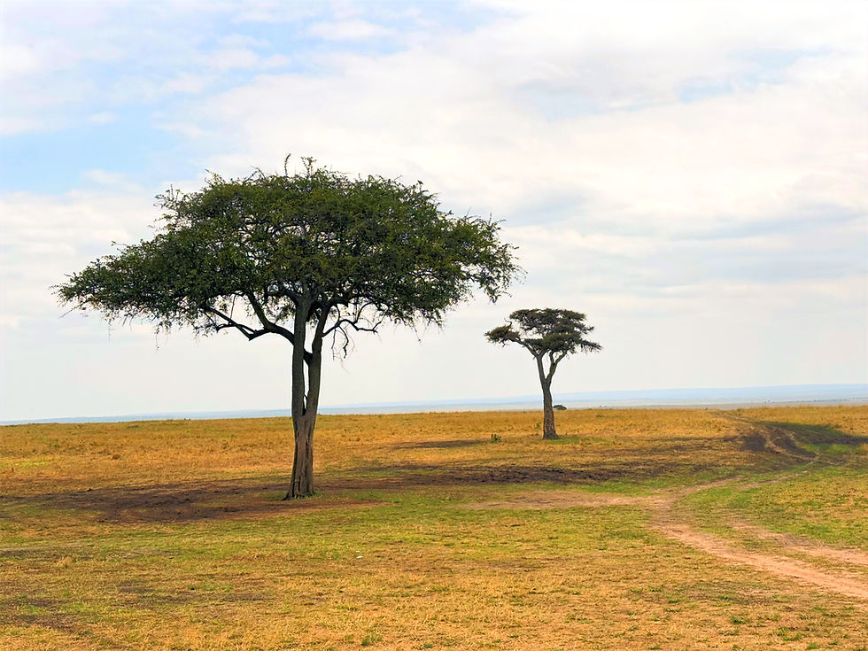 Golden plains, scattered acacias, and the promise of adventure.